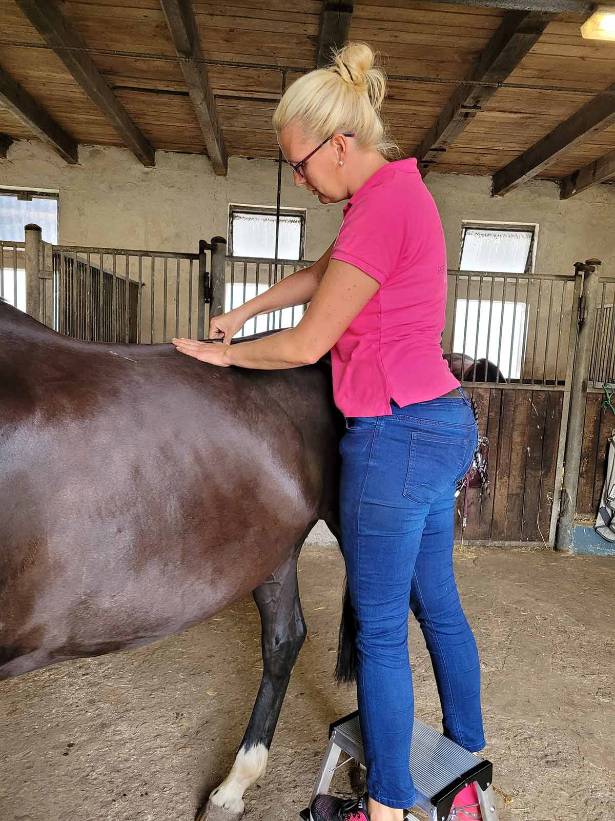 Stresspunktmassage - Julia Kruse, Pferdephysiotherapie Stresspunktmassage - Julia Kruse, Pferdephysiotherapie