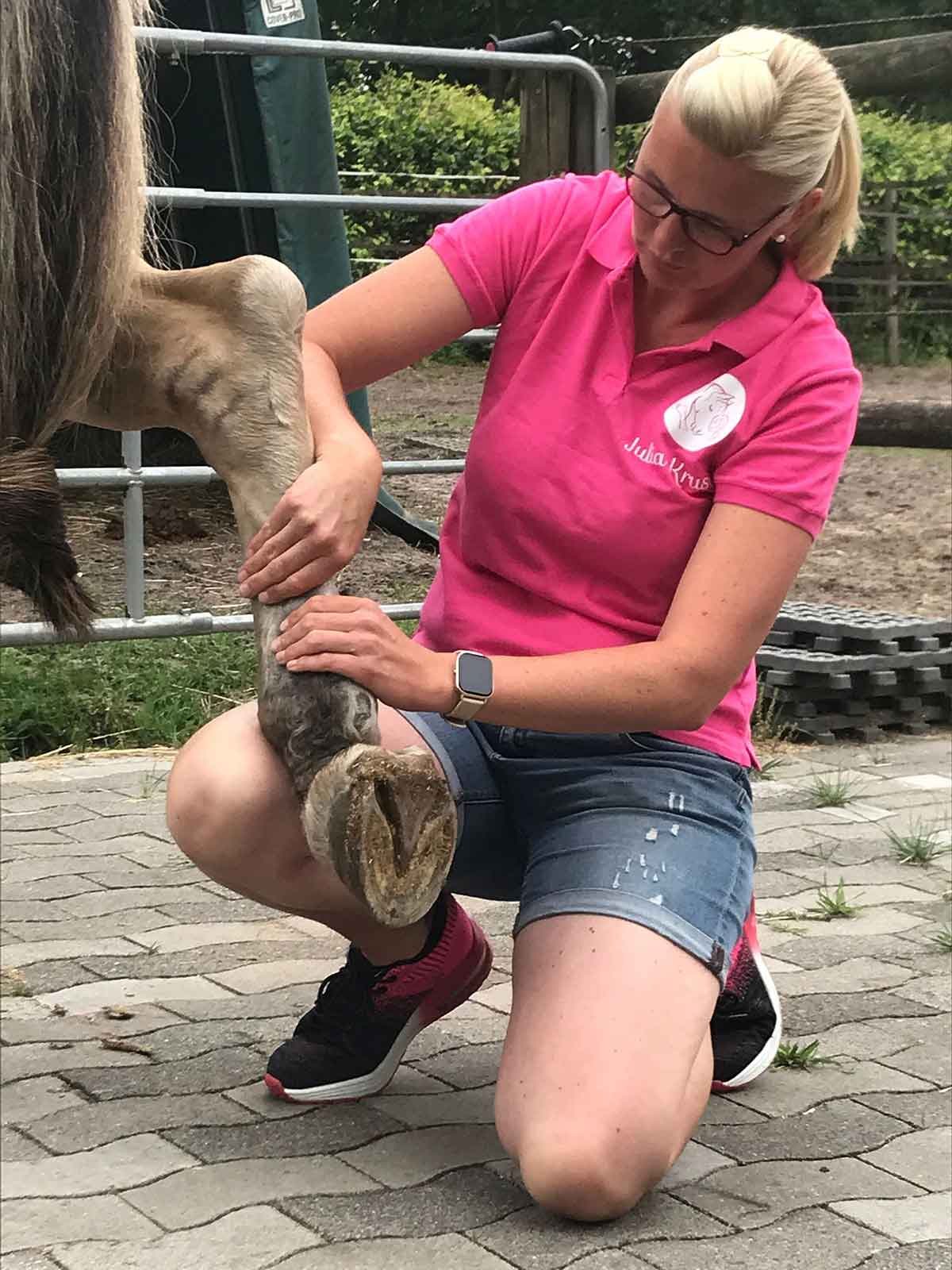 Julia behandelt ein Pferd mit Physiotherapie nach einer Sehnen OP