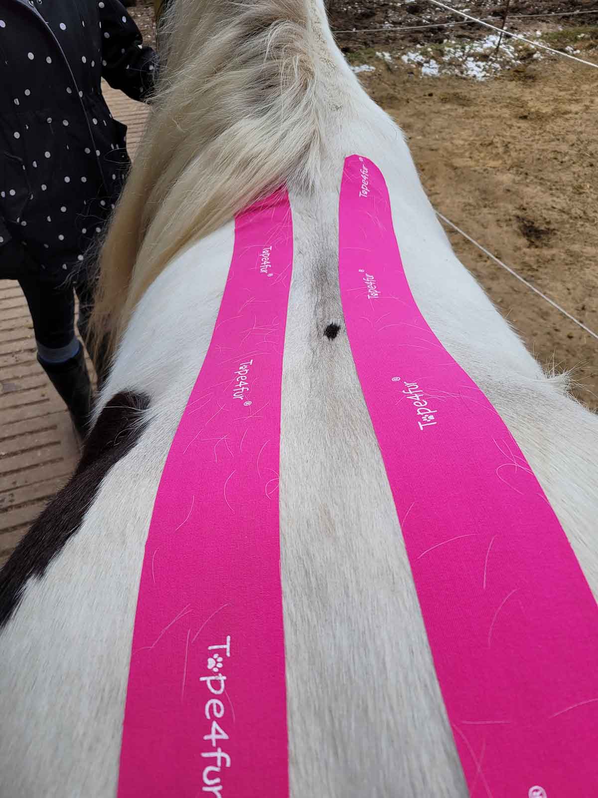 Pferde-Taping - Julia Kruse, Pferdephysiotherapie